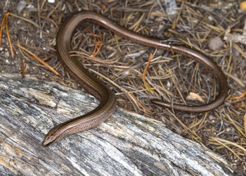 Blindschleiche (Anguis fragilis) - © Gernot Kunz